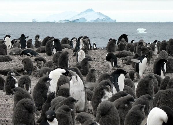 Breeding colony of Adelie penguins