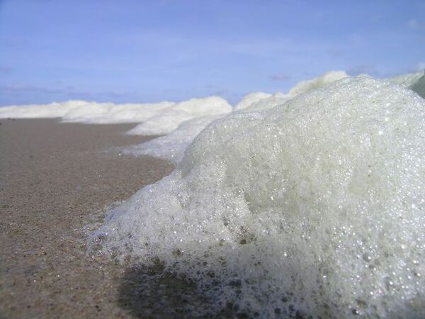 Phaeocystis-Algenschaum am Strand<br />
Foto: Ecomare/Oscar Bos - Ecomare, CC BY-SA 4.0 Phaeocystis-Algenschaum am Strand